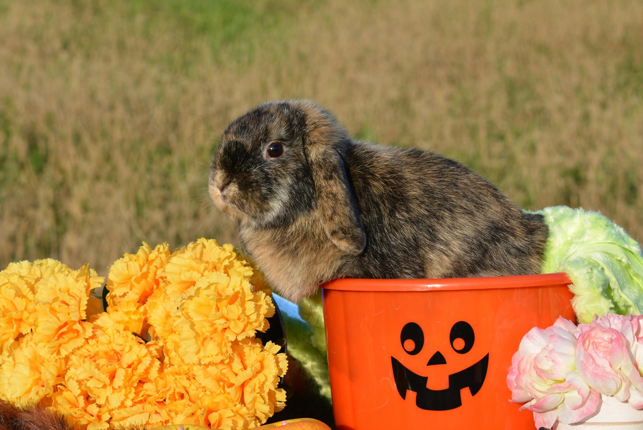 French Lop bunny rabbit